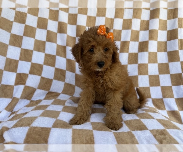 Medium Photo #2 Aussiedoodle Miniature  Puppy For Sale in LAKELAND, FL, USA