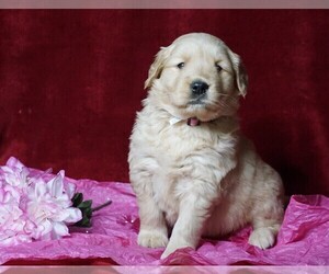 Golden Retriever Puppy for sale in FREDERICKSBG, OH, USA