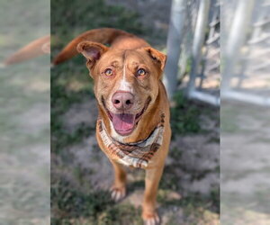 Labrador Retriever-Unknown Mix Dogs for adoption in Conroe, TX, USA