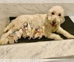 Small Photo #6 Goldendoodle Puppy For Sale in BATON ROUGE, LA, USA