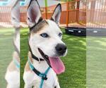 Small Photo #5 German Shepherd Dog-Unknown Mix Puppy For Sale in Las Vegas, NV, USA