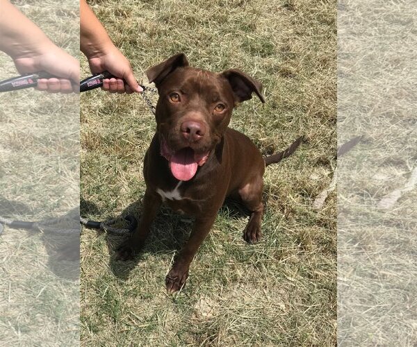 Medium Photo #4 American Staffordshire Terrier-Labrador Retriever Mix Puppy For Sale in Rosenberg, TX, USA