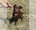 Small #3 American Staffordshire Terrier-Labrador Retriever Mix