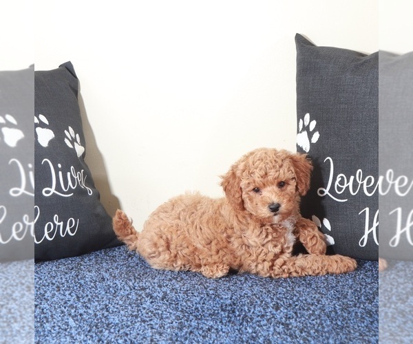 Medium Photo #2 Golden Retriever-Poodle (Toy) Mix Puppy For Sale in MOUNT VERNON, OH, USA
