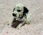Small Photo #25 Dalmatian Puppy For Sale in TEMPLE, TX, USA