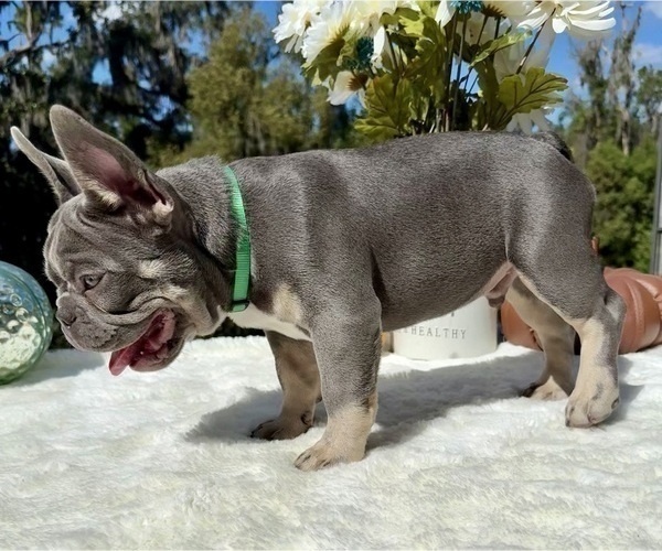 Medium Photo #7 French Bulldog Puppy For Sale in LAKE CITY, FL, USA