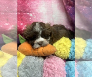 Havanese Puppy for sale in LIVONIA, MI, USA