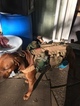 Small Photo #1 Rhodesian Ridgeback Puppy For Sale in JOINT BASE LEWIS MCCHORD, WA, USA