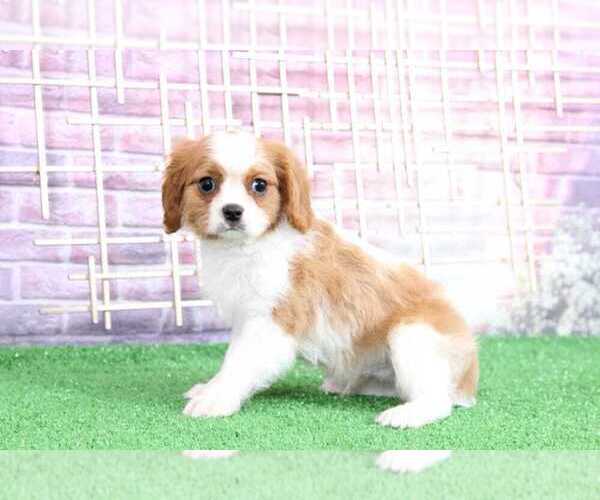 Medium Photo #2 Cavalier King Charles Spaniel Puppy For Sale in BEL AIR, MD, USA