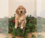 Small Photo #3 Golden Retriever-Goldendoodle Mix Puppy For Sale in HILLSBORO, WI, USA