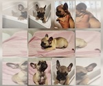 Small French Bulldog