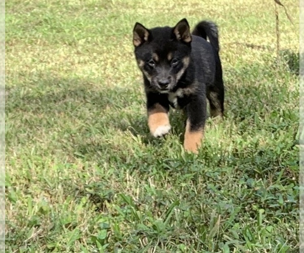 Medium Photo #3 Shiba Inu Puppy For Sale in MERRITT IS, FL, USA
