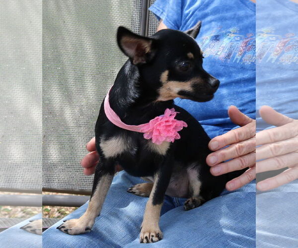Medium Photo #2 French Bullhuahua Puppy For Sale in Bandera, TX, USA