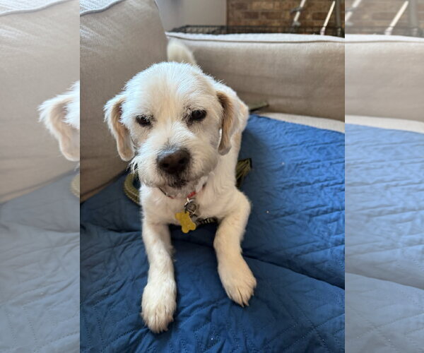 Medium Photo #4 Mutt Puppy For Sale in Sandy, UT, USA