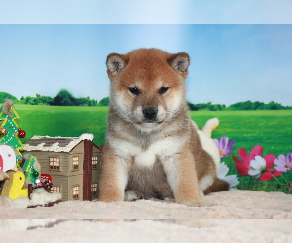 Medium Photo #1 Shiba Inu Puppy For Sale in DALLAS, TX, USA