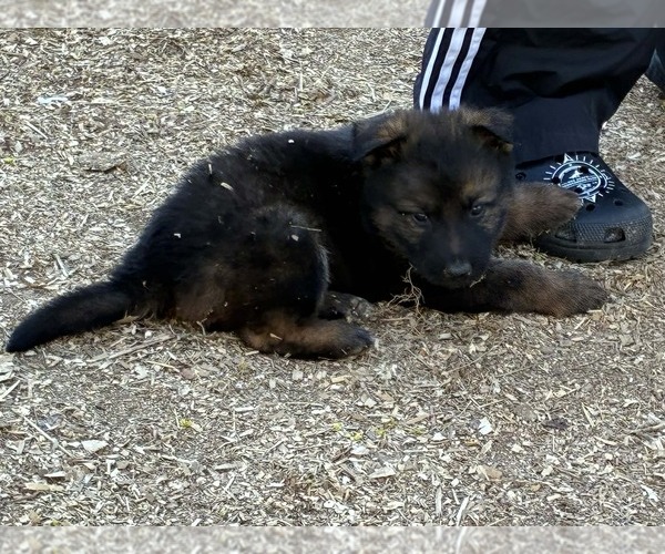 Medium Photo #16 German Shepherd Dog Puppy For Sale in NEWVILLE, PA, USA