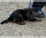 Small Photo #16 German Shepherd Dog Puppy For Sale in NEWVILLE, PA, USA