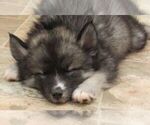 Small Photo #8 Pomsky Puppy For Sale in SEBRING, FL, USA