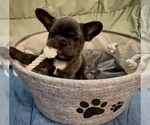 Puppy Halo Rae French Bulldog