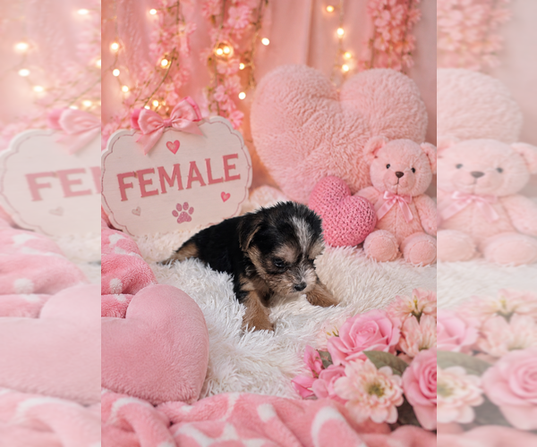 Medium Photo #6 Yorkshire Terrier Puppy For Sale in HUDDLESTON, VA, USA
