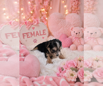 Small #5 Yorkshire Terrier