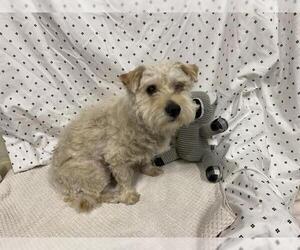 Havanese-Unknown Mix Dogs for adoption in Modesto, CA, USA