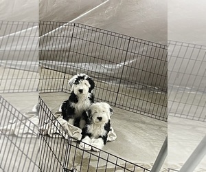 Old English Sheepdog Puppy for sale in MESICK, MI, USA