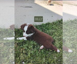 Miniature Australian Shepherd Puppy for sale in YORK, SC, USA