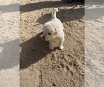 Puppy Puppy 2 Komondor