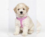 Small Aussiedoodle Miniature 