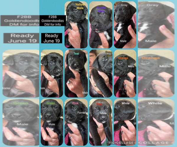 Medium Photo #1 Golden Retriever-Unknown Mix Puppy For Sale in MARION, IN, USA
