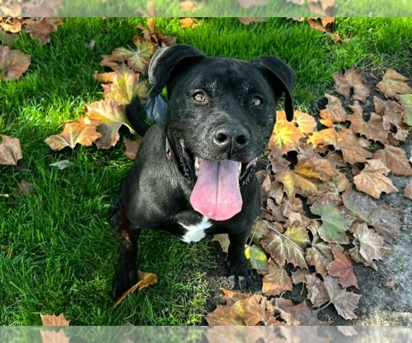 Medium Photo #2 American Pit Bull Terrier-Labrador Retriever Mix Puppy For Sale in Martinez, CA, USA