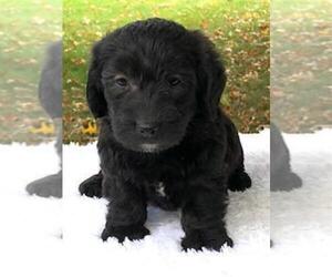 Miniature Labradoodle Puppy for sale in FREDERICKSBG, OH, USA