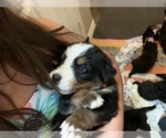 Small Photo #6 Bernese Mountain Dog Puppy For Sale in MC KINNEY, TX, USA