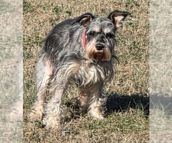 Medium Photo #1 - Mix Puppy For Sale in Lenoir, NC, USA