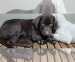 Small Photo #7 Labrador Retriever Puppy For Sale in FLEMING ISLE, FL, USA