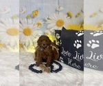 Small #17 Poodle (Toy)