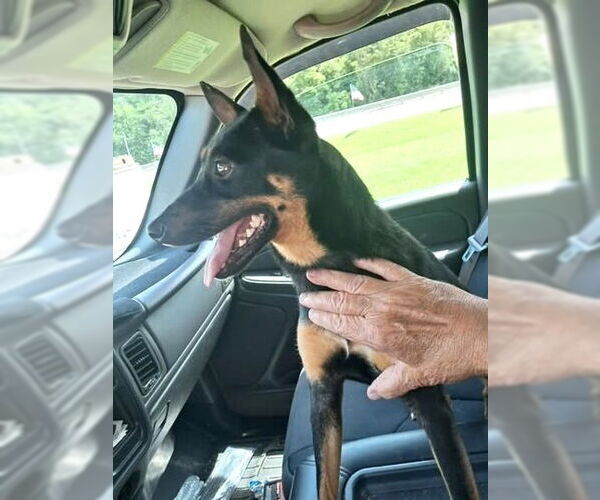 Medium Photo #2 Miniature Pinscher-Unknown Mix Puppy For Sale in Rockaway, NJ, USA