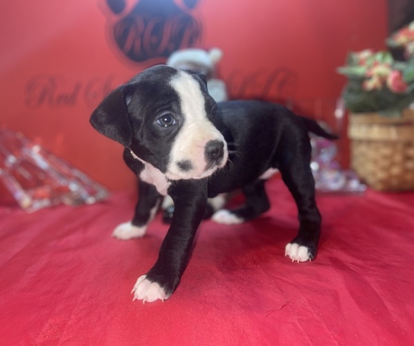 Medium Photo #4 American Pit Bull Terrier Puppy For Sale in TRENTON, NJ, USA
