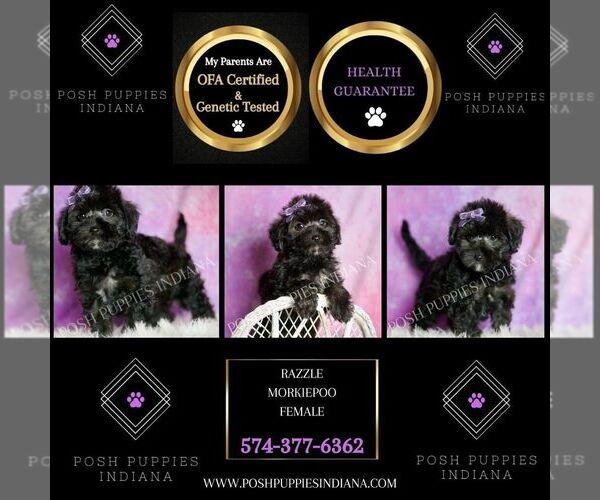 Medium Photo #27 Morkie Puppy For Sale in WARSAW, IN, USA