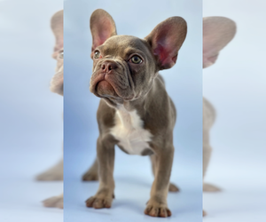 French Bulldog Puppy for sale in BONITA SPRINGS, FL, USA