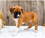 Small #3 Boxer