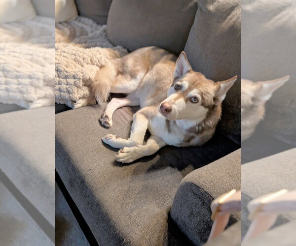 Medium Photo #4 Siberian Husky-Unknown Mix Puppy For Sale in Springdale, PA, USA