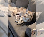 Small #3 Siberian Husky Mix