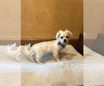 Small #1 Pekingese Mix