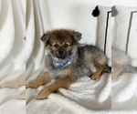 Small #1 Pomeranian
