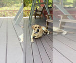 Small Photo #8 Labrador Retriever Puppy For Sale in ROCKWOOD, TN, USA