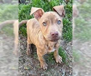 American Staffordshire Terrier-Unknown Mix Dogs for adoption in Perry, GA, USA