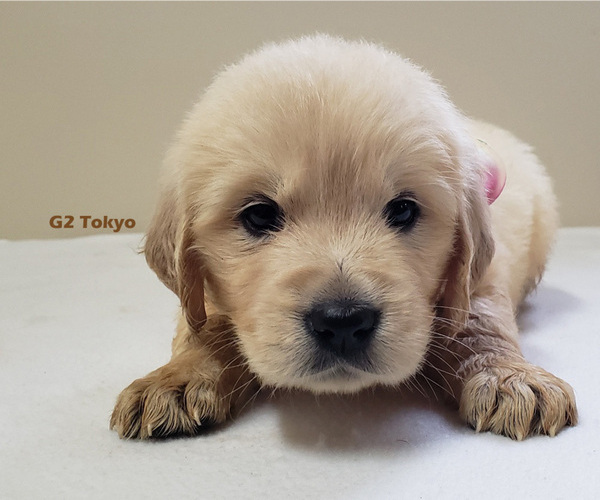 Medium Photo #1 Golden Retriever Puppy For Sale in MILFORD, MI, USA