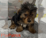 Small #1 Yorkshire Terrier